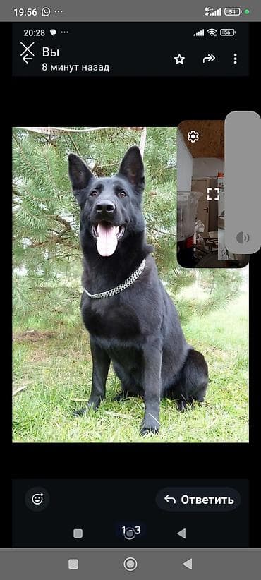 cane corso: ВЯЗКА !!!!Немецкая овчарка, чёрный окрас. - Тип: крупная служебная — 1