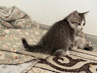 кошка породистая: Отдам даром кошку — 1