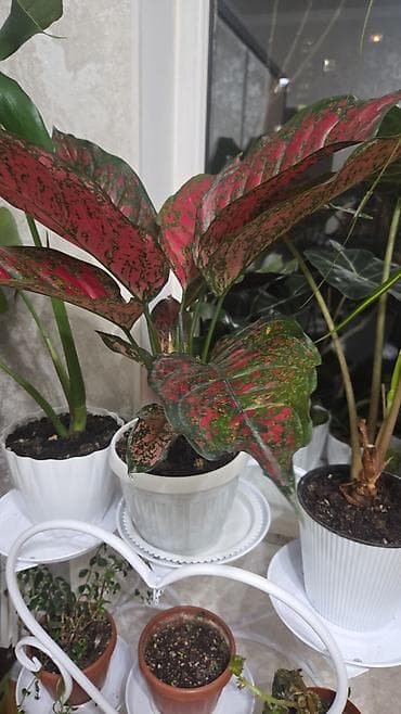 Кактусы: Кашпо с мини-композициями из кактусов и суккулентов - Живые кактусы в — 10