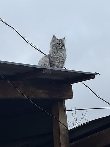 Другие животные: Пропал котенок в районе Ак-Ордо1. Пожалуйста, помогите найти дадим — 5