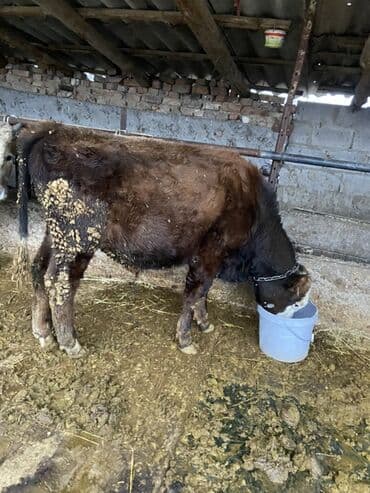 отдам животных в хорошие руки: Продаю | Бык (самец) | На откорм — 2
