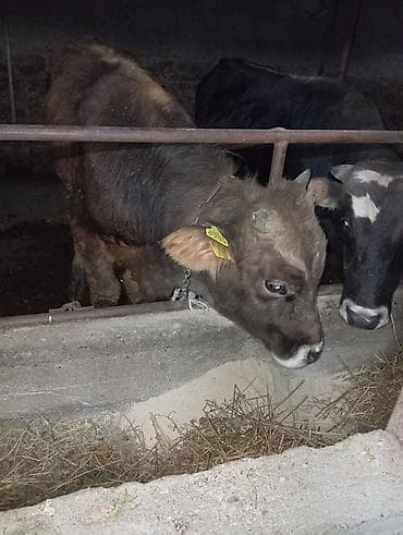 пидбуль собака: Продаю | Бык (самец) | На откорм | Привязанные — 4