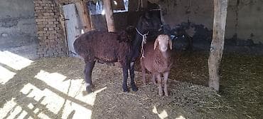 Арашан 2 тиш кой козусу менен - Окрас: у взрослой особи — 3