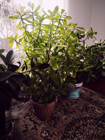 фонарик для дома: Комнатные растения в горшках - Молочай миля (Euphorbia milii — 4