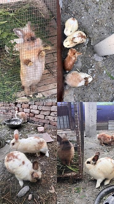 кролики крольчата: Кролики декоративные, разного окраса и типа шерсти. - Характер — 7