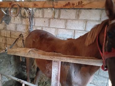 Собаки: Продаю | Кобыла (самка) | Рабочий | Мерин — 3