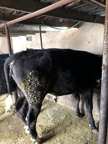 А/ч жаныбарларын сатам: Сатам | Бука (эркек) | Аргын | Бордоп семиртүү үчүн | Байланган — 7