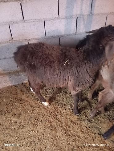 гуся: Продаю | Овца (самка) | Полукровка | На забой | Ярка — 5