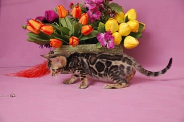 новорожденные котята: Дорогие друзья долгожданный помет . Бенгальские котята .от самых — 9