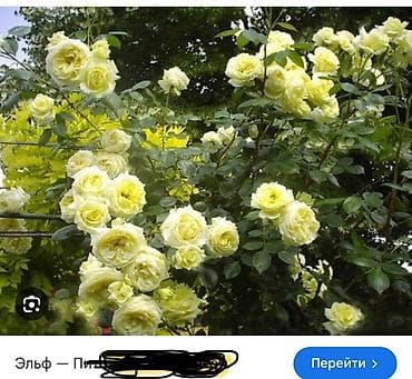 эльф: Саженцы — 2