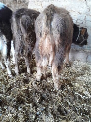 коровы породистые: Продаю | Музоо, торпок | На откорм — 10