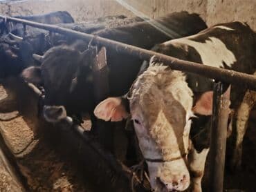 Иттер: Сатам | Бука (эркек) | Аргын | Бордоп семиртүү үчүн | Байланган — 2