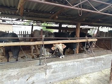 скот на забой: Продаю | Бык (самец) | Полукровка | На откорм | Привязанные — 6