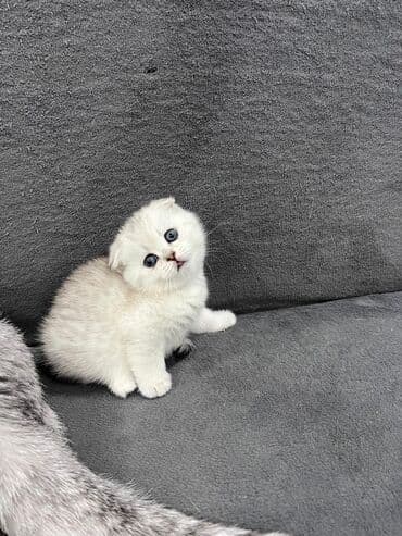 рыжий пятнистый кот купить: Скотиш Фолд (Шотландская вислоухая), 1 месяц, Девочка, Серебристая шиншилла, Приучена к лотку, Проглистована — 1