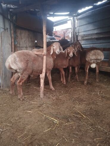 продажа кормов для сельскохозяйственных животных: Продаю | Овца (самка) | Для разведения | Осеменитель — 6