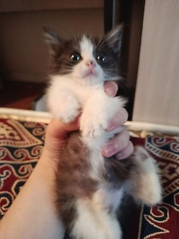 приму в дар котенка: Кошка даром: Беспородная, 1 месяц, Девочка, Метис — 2