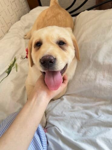 собака лобрадор: Щенок породы лабрадор-ретривер (палевая окраска) - Возраст: 1год - — 1