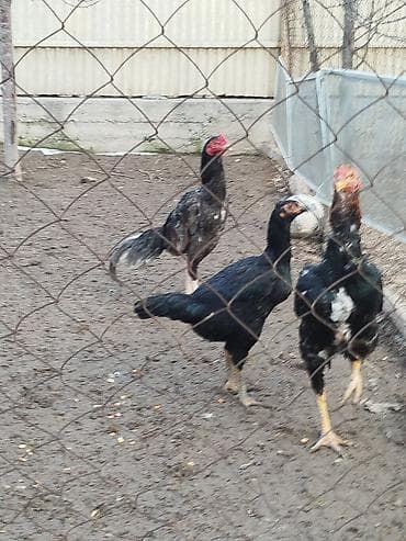 токмок собаки: Дакан пепел жожо короз сатылат активный алмашу жолдору бар адрес — 4