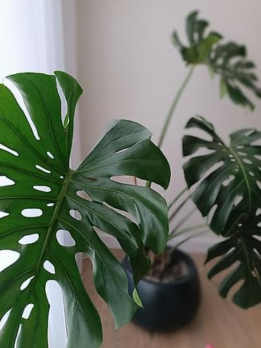 монстера альба купить: Монстера делициоза (Monstera deliciosa) в декоративном горшке. - — 1