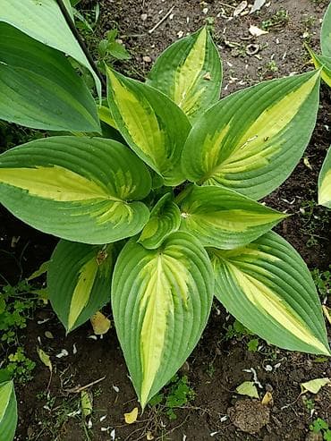 green leaf: Хоста декоративная, сорт с ярко‑салатовыми крупными листьями — 5
