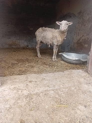 Продаю | Ягненок | Для разведения at lalafo.kg Продаю | Ягненок | Для разведения