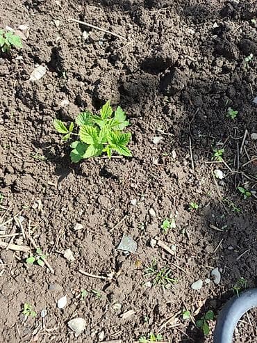 саженцы смородины купить: Саженцы малины, ежевики (молодые побеги с корнем) - Культура: малина — 3