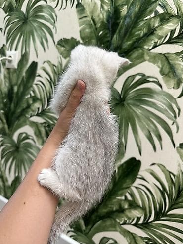 кошка шиншилла: Шотландские котята серебристого окраса (шиншилла/серебро) Котятам 2,5 — 6