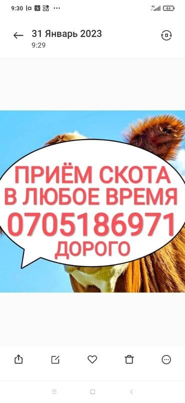 Куплю | Коровы, быки, Лошади, кони | Круглосуточно, Любое состояние, Забитый