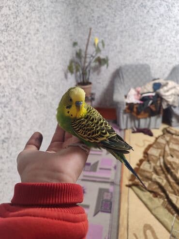 попугай неразлучник цена: --- Продаю пару волнистых попугаев. Самец и самка, возраст около 9 — 27
