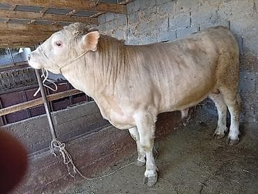 сары булун: Сатам | Бука (эркек) | Шароле | Бордоп семиртүү үчүн — 7