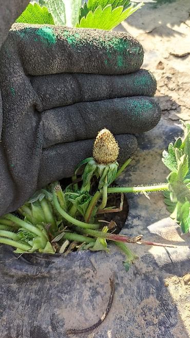 кукуруза на попкорн: Саженцы (Көчөт) Клубника Альбион сатылат. Ачык тамыр, жерден казылган — 1