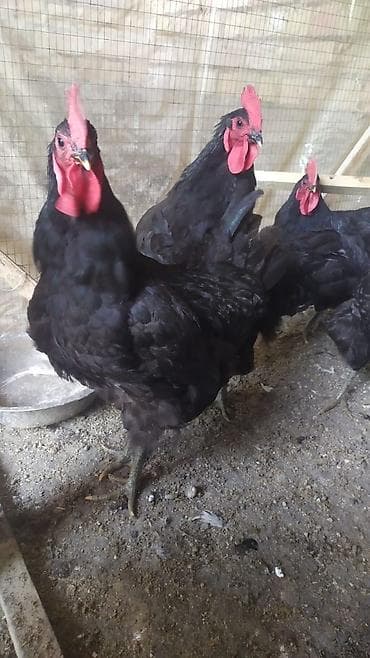 Продаю | Куры | Для разведения
