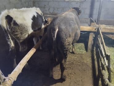 продажа домашних животных: Продаю | Бык (самец) — 3