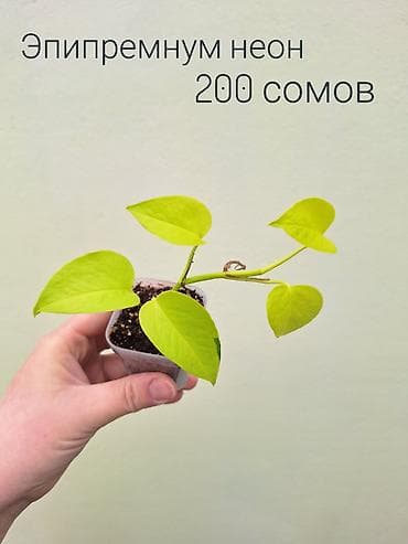 инкубатор луппер: • Комнатные растения (укоренённые черенки/детки/молодые — 7