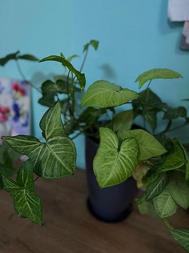 Диффенбахии: Продаю диффенбахия, сингониум,Сансевиерия — 2