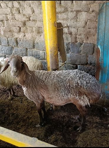 алабай 9 месяцев фото: Продаю | Овца (самка) | Для разведения | Матка — 1