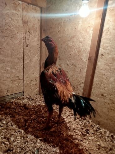 сельскохозяйственные животные продажа: Продаю | Куры — 6