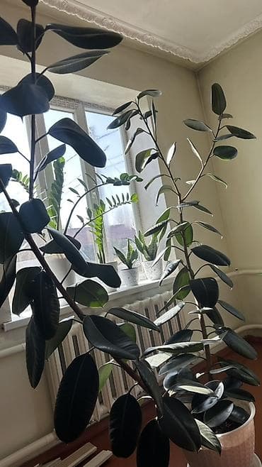 Фикус эластика (каучуконосный), крупное комнатное растение с плотными