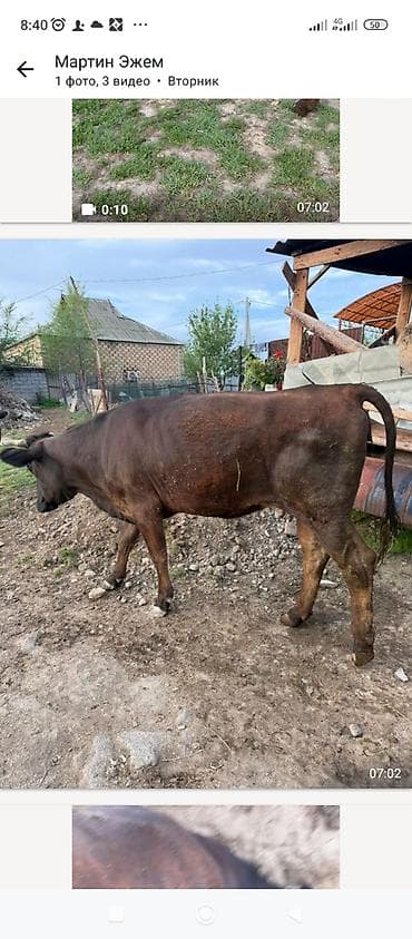 Айыл-чарба жаныбарлары: Сатам | Уй (ургаачы) | Аргын | Сүт алуу үчүн — 1