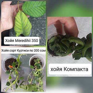 сом рыба: Продаю Хойя — 1