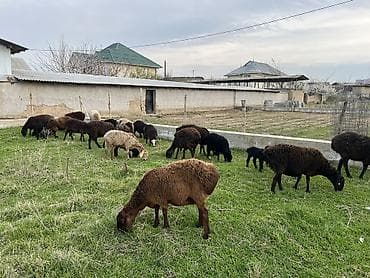 иттер ош: Сатам | Ургаачы кой (ургаачы) | Көбөйтүү үчүн | Ургаачы — 6