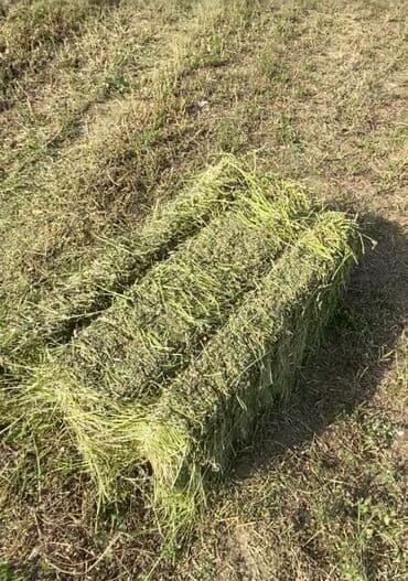 дом на колесах цена бишкек: Предлагаются тюки сена, идеально подходящие для кормления — 2