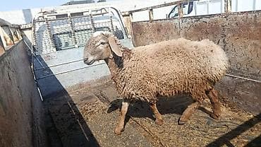 уй кароба: Продаю | Овца (самка) | Для разведения — 1