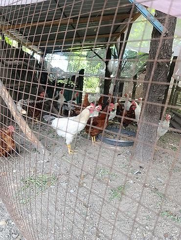 гусиные яйца цена: Молодые петушки, разных пород. Беловодское — 1
