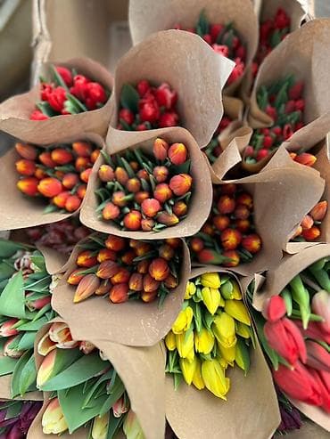 луковица тюльпаны: Тюльпаны оптом только до 6марта ! Свежие хрустящие сортовые — 2