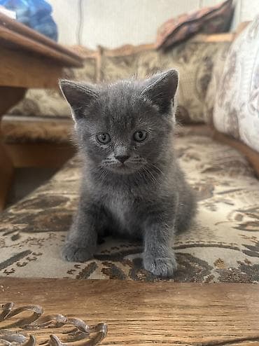 Британская короткошёрстная, 2 месяца, Девочка, Серый, Приучена к лотку