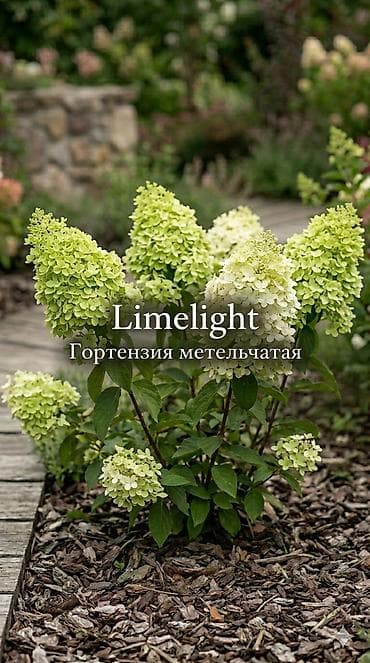 саженцы цветов: Саженцы — 2