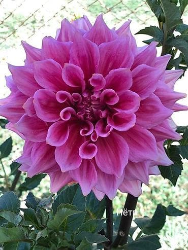 картофель пикассо: Георгины сортовые – коллекция ярких махровых и полумахровых — 8