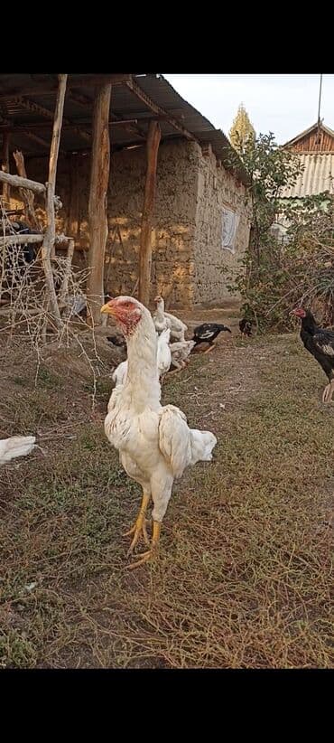 сколько стоит питбуль в бишкеке: Продаю | Куры | Бойцовая | Для разведения — 4