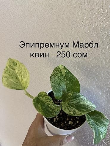 Комнатные растения: Укоренённые черенки от 150 до 350 сомов — 3